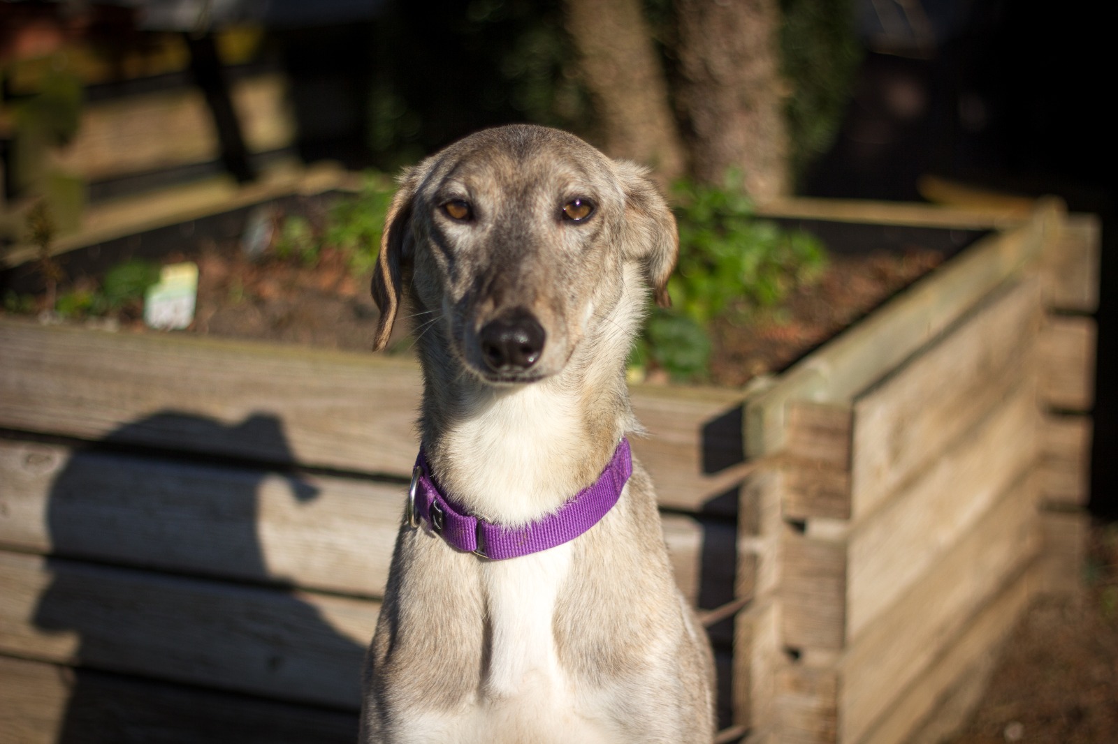 Chortaj-Hündin Sofia